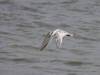 Thalasseus sandvicensis 69, Grote stern, Saxifraga-Bart Vastenhouw