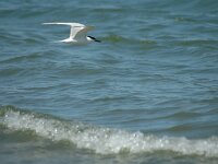 Thalasseus sandvicensis 7, Grote stern, Saxifraga-Jan van der Straaten