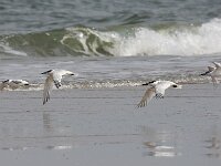 Thalasseus sandvicensis 72, Grote stern, Saxifraga-Bart Vastenhouw