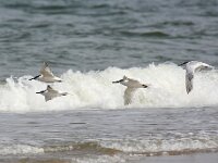 Thalasseus sandvicensis 73, Grote stern, Saxifraga-Bart Vastenhouw