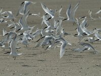 Thalasseus sandvicensis 75, Grote stern, Saxifraga-Willem van Kruijsbergen