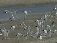 Thalasseus sandvicensis 77, Grote stern, Saxifraga-Willem van Kruijsbergen