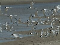 Thalasseus sandvicensis 78, Grote stern, Saxifraga-Willem van Kruijsbergen