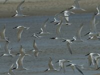 Thalasseus sandvicensis 79, Grote stern, Saxifraga-Willem van Kruijsbergen