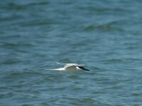 Thalasseus sandvicensis 8, Grote stern, Saxifraga-Jan van der Straaten