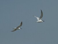 Thalasseus sandvicensis 83, Grote stern, Saxifraga-Willem van Kruijsbergen