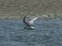 Thalasseus sandvicensis 84, Grote stern, Saxifraga-Willem van Kruijsbergen