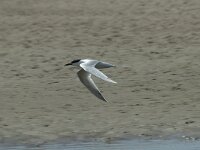 Thalasseus sandvicensis 86, Grote stern, Saxifraga-Willem van Kruijsbergen