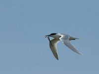 Thalasseus sandvicensis 87, Grote stern, Saxifraga-Willem van Kruijsbergen