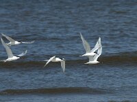 Thalasseus sandvicensis 91, Grote stern, Saxifraga-Willem van Kruijsbergen