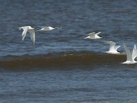 Thalasseus sandvicensis 92, Grote stern, Saxifraga-Willem van Kruijsbergen