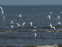 Thalasseus sandvicensis 94, Grote stern, Saxifraga-Willem van Kruijsbergen