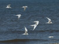 Thalasseus sandvicensis 96, Grote stern, Saxifraga-Willem van Kruijsbergen