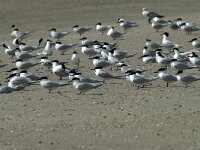 Thalasseus sandvicensis 97, Grote stern, Saxifraga-Willem van Kruijsbergen