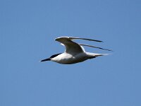 Thalasseus sandvicensis 98, Grote stern, Saxifraga-Bart Vastenhouw