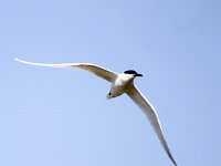 Thalasseus sandvicensis 99, Grote stern, Saxifraga-Bart Vastenhouw