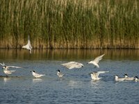 Thalassus sandvicensis 141, Grote stern, adult, Saxifraga-Theo Verstrael
