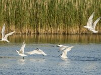 Thalassus sandvicensis 142, Grote stern, adult, Saxifraga-Theo Verstrael