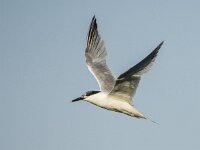 Thalassus sandvicensis 143, Grote stern, adult, Saxifraga-Theo Verstrael