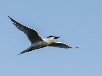 Thalassus sandvicensis 144, Grote stern, adult, Saxifraga-Theo Verstrael
