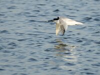 Thalassus sandvicensis 145, Grote stern, adult, Saxifraga-Theo Verstrael
