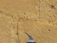 Tichodroma muraria 6, Rotskruiper, Saxifraga-Dirk Hilbers