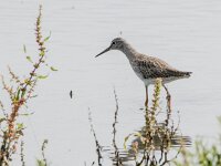 Tringa erythropus 13, Zwarte ruiter, adult, winter plumage, Saxifraga-Theo Verstrael