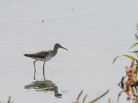 Tringa erythropus 14, Zwarte ruiter, adult, winter plumage, Saxifraga-Theo Verstrael