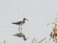 Tringa erythropus 15, Zwarte ruiter, adult, winter plumage, Saxifraga-Theo Verstrael