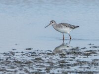 Tringa erythropus 17, Zwarte ruiter, adult, winter plumage, Saxifraga-Theo Verstrael