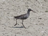Tringa erythropus 3, Zwarte ruiter, Saxifraga-Peter Meininger