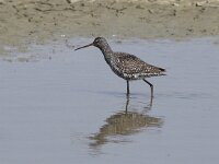 Tringa erythropus 5, Zwarte ruiter, Saxifraga-Peter Meininger