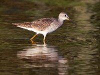 Tringa flavipes 5, Kleine geelpootruiter, Saxifraga-Tom Heijnen