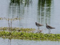 Tringa glareola 28, Bosruiter, adult, Saxifraga-Theo Verstrael