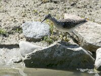 Tringa glareola 29, Bosruiter, adult, Saxifraga-Theo Verstrael