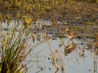 Tringa glareola 30, Bosruiter, adult, Saxifraga-Theo Verstrael