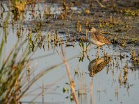 Tringa glareola 31, Bosruiter, adult, Saxifraga-Theo Verstrael