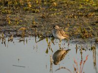 Tringa glareola 32, Bosruiter, adult, Saxifraga-Theo Verstrael