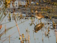 Tringa glareola 33, Bosruiter, adult, Saxifraga-Theo Verstrael