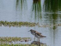 Tringa glareola 34, Bosruiter, adult, Saxifraga-Theo Verstrael