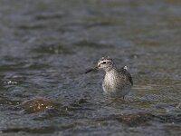 Tringa glareola 9, Bosruiter, Saxifraga-Luc Hoogenstein