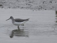 Tringa nebularia 10, Groenpootruiter, Saxifraga-Peter Meininger
