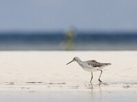 Tringa nebularia 12, Groenpootruiter, Saxifraga-Mark Zekhuis