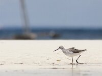 Tringa nebularia 13, Groenpootruiter, Saxifraga-Mark Zekhuis