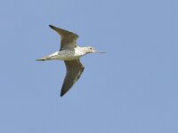 Tringa nebularia 27, Groenpootruiter, Saxifraga-Tom Heijnen