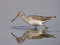 Tringa nebularia 3, Groenpootruiter, Saxifraga-Iztok Skornik