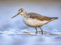 Common greenshank walking in shallow coastal water of Waddensea.  Common greenshank (Tringa nebularia) stilt bird foraging in shallow water on waddensea coast. Wildlife scene in nature. Groningen, Netherlands. : Avian, adorable, animal, aves, beak, beautiful, bird, birdlife, birdwatching, coast, common, common greenshank, europe, fauna, feather, fly, greenshank, habitat, lake, long legged, looking, migration, mud, nature, nebularia, ornithology, outdoor, outdoors, plumage, river, sandpiper, sea, shore, shorebird, stilt, tringa, tringa nebularia, wader, water, water bird, waterbird, wet, wetland, wild, wilderness, wildlife, wings, wood