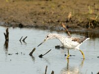 Tringa nebularia 8, Groenpootruiter, Saxifraga-Piet Munsterman