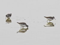 Tringa ochropus 7, Witgat, Saxifraga-Rik Kruit