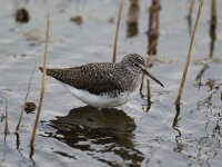 Tringa ochropus 8, Witgat, Saxifraga-Piet Munsterman